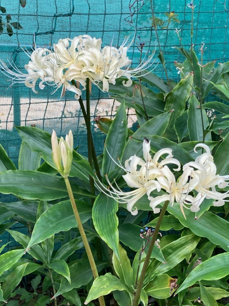 画像に alt 属性が指定されていません。ファイル名: 彼岸花白ねりま姫.jpg