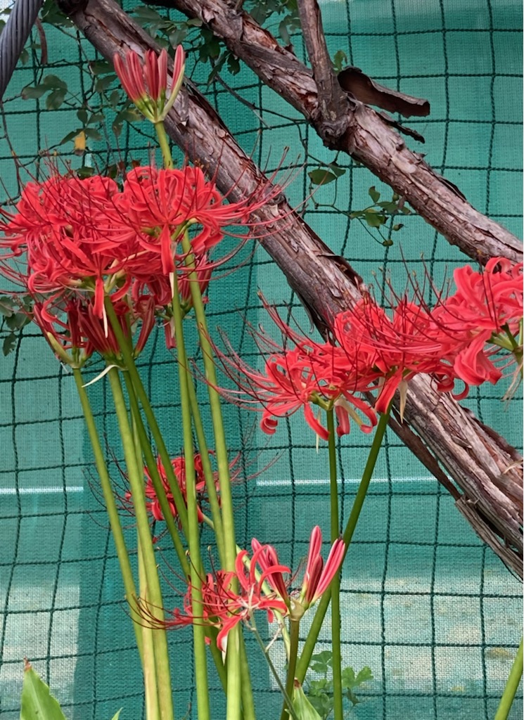 画像に alt 属性が指定されていません。ファイル名: 彼岸花赤.jpg