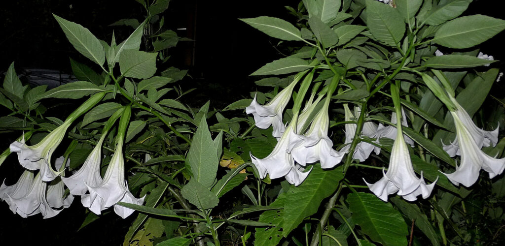 画像に alt 属性が指定されていません。ファイル名: 091721エンジェルトランペット堅香子-1024x500.jpg