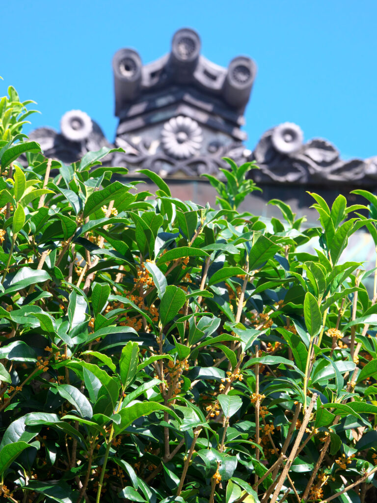 画像に alt 属性が指定されていません。ファイル名: キンモクセイ＠宝鏡寺にゃんもにゃいと-768x1024.jpg