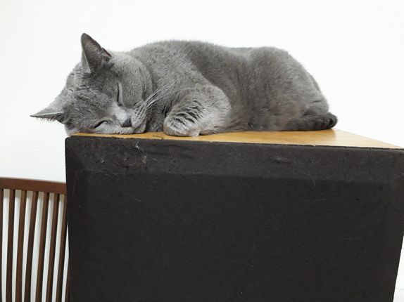 画像に alt 属性が指定されていません。ファイル名: 自然音猫三毛猫.jpg