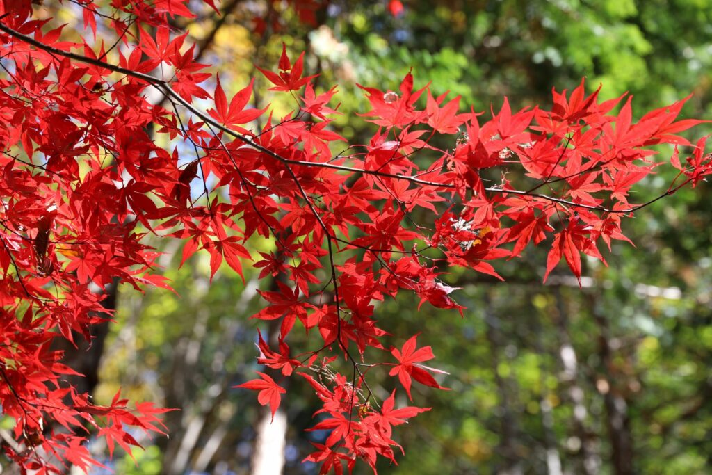 画像に alt 属性が指定されていません。ファイル名: 「もみじの紅葉」かずと-1024x683.jpg