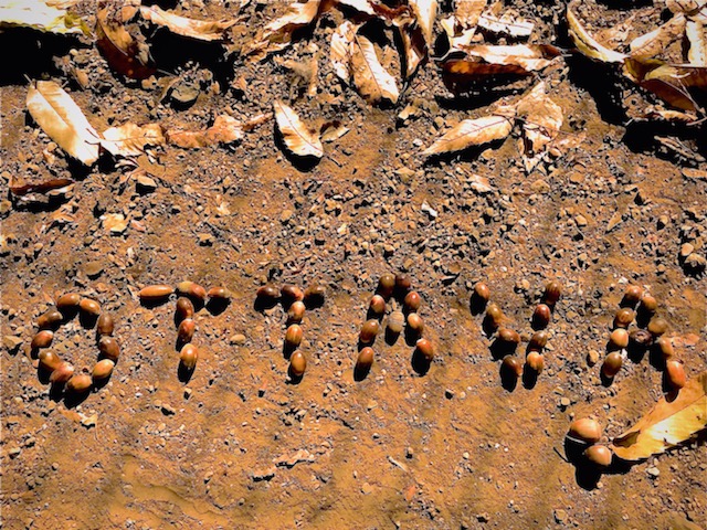 画像に alt 属性が指定されていません。ファイル名: どんぐりOTTAVAパン子大.jpg