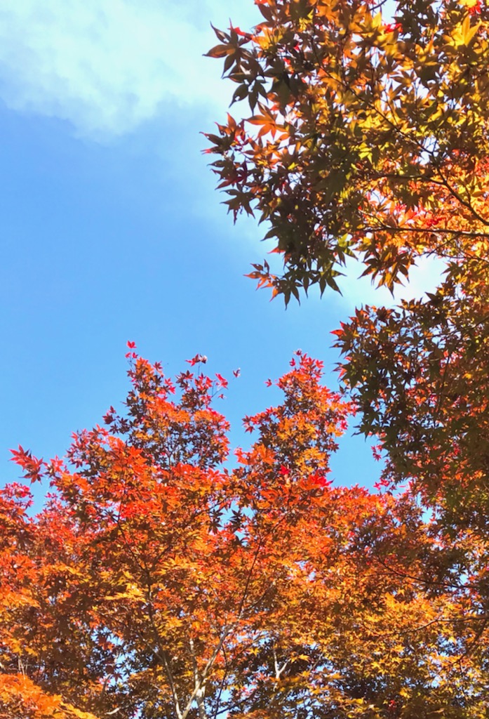 画像に alt 属性が指定されていません。ファイル名: どんぐりOTTAVAパン子紅葉.jpg