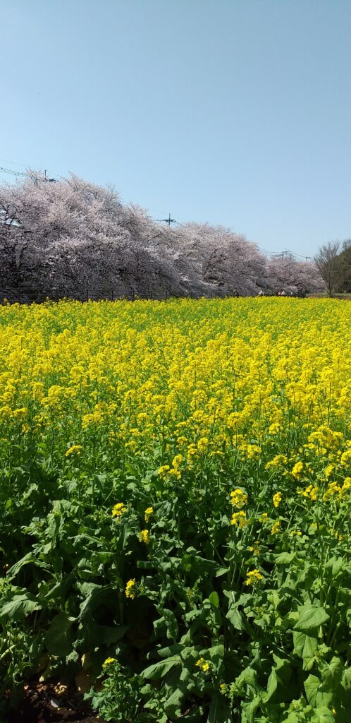 画像に alt 属性が指定されていません。ファイル名: さくら菜の花チェチーリア-498x1024.jpg